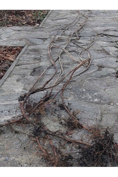 Глициния японская с голым корнем в садовом центре